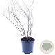 Spiraea thunbergii 30-40 cm 3,0L