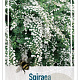 Spiraea vanhouttei 30-40 cm 3,0L