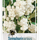 Symphoricarpos d. 'White Hedge' 30-40 cm 3,0L