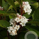 Viburnum farreri 'Nanum' 25-30 cm 2,0L