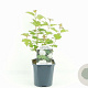 Viburnum opulus 'Roseum' 25-30 cm 2,0L