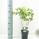 Viburnum opulus 'Roseum' 25-30 cm 2,0L