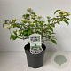 Viburnum plic. 'Watanabe' 25-30 cm 2,0L