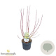 Cornus alba 'Aurea' 30-40 cm 3,0L