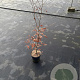 Fagus sylvatica 80-100 cm 3,0L