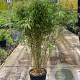 Fargesia robusta 'Campbell' 100-125 cm 15L