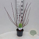 Cornus alba 'Spaethii' 30-40 cm 3,0L