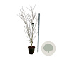 Cornus k. 'Weisse Fontaine' 150-175 cm 30L extra