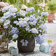 Hydrangea 'Boléro' 20-25 cm 2,0L