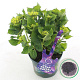 Hydrangea m. M. C. D. Purple Dance 30-40 cm 5,0L paars