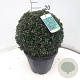 Ilex crenata 'Stokes' 30 cm 7,5L bol