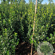 Ilex meserv. Blue Maid 100-125 cm met kluit