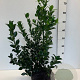 Ilex meserv. Heckenfee 50-60 cm met kluit