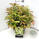 Leucothoe f. 'Rainbow' 30-40 cm 10L