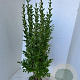 Ligustrum ovalifolium 125-150 cm met kluit