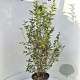 Ligustrum oval. 'Green Diamond' 150-175 cm 15L