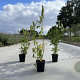 Agastache rugosa 'Alabaster' GM P9