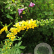 Agrimonia procera GM P9