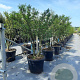 Osmanthus burkwoodii 150-175 cm draadkluit meerstammig