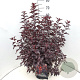 Physocarpus opulif. All Black 60-80 cm 10L