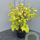 Physocarpus opulif. 'Dart's Gold' 50-60 cm 3,0L