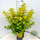 Physocarpus opulif. 'Dart's Gold' 60-80 cm 10L