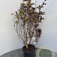 Physocarpus opulif. 'Red Baron' 60-80 cm 3,0L