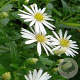 Aster ageratoides 'Ashvi' GM P9