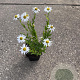 Aster ageratoides 'Ashvi' GM P9
