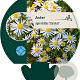 Aster ageratoides 'Stardust' GM P9