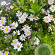 Aster ageratoides 'Stardust' GM P9
