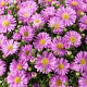 Aster (D) Alpha Light Pink GM P9