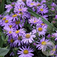 Aster (D) 'Prof. Anton Kippenberg' GM P9