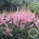 Astilbe (S) 'Hennie Graafland' C1.5 wortelecht