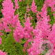 Astilbe (J) 'Rheinland' C1.5 wortelecht