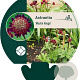 Astrantia 'Moulin Rouge' GM P9
