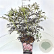 Sambucus nigra Black Lace 60-80 cm 10L