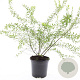 Spiraea arguta GM C1.3
