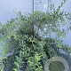 Spiraea cinerea 'Grefsheim' 60-80 cm 5,0L