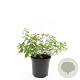 Spiraea decumbens GM C1.3