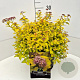 Spiraea jap. 'Golden Princess' 30-40 cm 10L