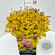 Spiraea jap. 'Golden Princess' 40-50 cm 10L
