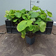 Brunnera macrophylla C1.5 wortelecht