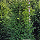 Taxus baccata 150-175 cm met kluit extra