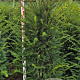 Taxus baccata 160-180 cm met kluit
