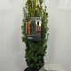 Taxus b. 'David' 60-80 cm 10L