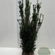 Taxus media 'Hicksii' 100-120 cm met kluit