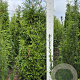 Thuja pl. 'Gelderland' 140-160 cm met kluit