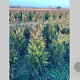 Thuja pl. 'Martin' 100-120 cm met kluit