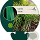 Carex morrowii GM P9